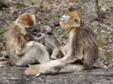 Female Golden Monkey, Qinling Mountains, China Photographic Print by Alice Garland