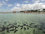 Fish, Porto De Galinhas, Pernambuco, Brazil Photographic Print by Anthony Asael