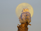 A Snowy Owl (Bubo Scandiacus) Sits on a Perch at Sunset, Damon Point, Ocean Shores, Washington, USA Photographic Print by Gary Luhm