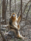 Golden Monkeys, Qinling Mountains, China Photographic Print by Alice Garland
