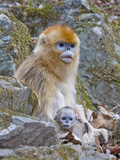 Female Golden Monkey, Qinling Mountains, China Photographic Print by Alice Garland