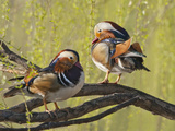 Mandarin Duck, Beijing, China Photographic Print by Alice Garland
