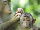 Southern Pig-Tailed Macaque, Sepilok, Borneo, Malaysia Photographic Print by Anthony Asael