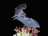Leafnosed Fruit Bat, Arizona, USA Photographic Print by Alice Garland