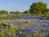 Bluebonnets and Oak Tree, Hill Country, Texas, USA Photographic Print by Alice Garland