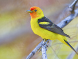 A Male Breeding Plumage Western Tanager (Piranga Ludoviciana) Perches on a Branch, Washington, USA Photographic Print by Gary Luhm