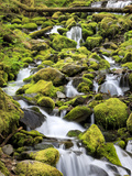 Lush Area with Small Creek, Olympic National Park, Washington, USA Photographie par Tom Norring
