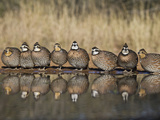 Northern Bobwhite, Texas, USA Photographie par Larry Ditto