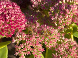 Honey Bee Feeding on Sedum Spectabile Plant, England Photographic Print by Paul Thompson