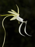 Ghost Orchid in Bloom, Polyrrhiza Lindenii, Florida, USA Photographic Print by Maresa Pryor