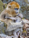 Female Golden Monkey, Qinling Mountains, China Photographic Print by Alice Garland