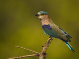Indian Roller, Bandhavgarh National Park, India Photographie par Joe & Mary Ann McDonald