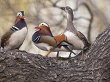 Mandarin Duck, Beijing, China Photographic Print by Alice Garland