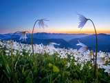 Avalanche Lilies (Erythronium Montanum) at Sunset, Olympic Nat'l Park, Washington, USA Photographic Print by Gary Luhm