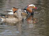 Mandarin Duck, Beijing, China Photographic Print by Alice Garland