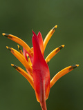 False Bird-Of-Paradise Flower (Heliconia Psittacorum), Nadi, Viti Levu, Fiji, South Pacific Lámina fotográfica por David Wall
