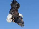 Mature Bald Eagle, Alaska, USA Photographic Print by Alice Garland