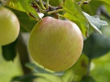 James Grieve Eating Apple Tree in Garden, England Photographic Print by Paul Thompson