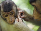 Southern Pig-Tailed Macaque, Sepilok, Borneo, Malaysia Photographic Print by Anthony Asael