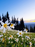 Avalanche Lilies (Erythronium Montanum) at Sunset, Olympic Nat'l Park, Washington, USA Photographic Print by Gary Luhm