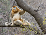 Golden Monkeys, Qinling Mountains, China Photographic Print by Alice Garland