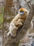 Female Golden Monkey, Qinling Mountains, China Photographic Print by Alice Garland