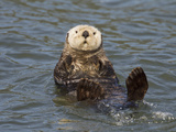 Sea Otter, Prince William Sound, Alaska, USA Photographic Print by Hugh Rose
