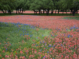 Indian Paint Brush, Hill Country, Texas, USA Photographic Print by Alice Garland