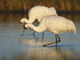 Whooping Crane, Aransas National Wildlife Refuge, Texas, USA Photographie par Larry Ditto