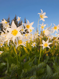 Avalanche Lilies (Erythronium Montanum) at Sunset, Olympic Nat'l Park, Washington, USA Photographic Print by Gary Luhm