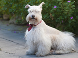 Scottish Terrier, Puerto Vallarta, Mexico Photographic Print by Michael DeFreitas