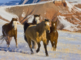 Horse Running, Shell, Wyoming, USA Photographic Print by Terry Eggers