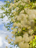 Bill Mackenzie Clematis Seed Heads, England Photographic Print by Paul Thompson