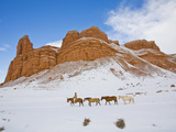 Horse Drive, Shell, Wyoming, USA Photographic Print by Terry Eggers