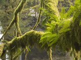 Ferns and Moss Growing on a Tree Limb, Silver Falls State Park, Oregon, USA Photographic Print by William Sutton
