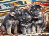 Three German Shepherd Puppies Sitting in a Row on Southwestern Blankets, New Mexico, USA Photographic Print by Zandria Muench Beraldo
