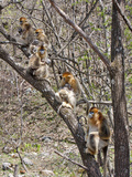 Golden Monkeys, Qinling Mountains, China Photographic Print by Alice Garland