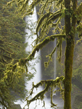 A Moss Covered Tree Frames North Falls at Silver Falls State Park, Oregon, USA Photographic Print by William Sutton