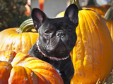 A French Bulldog Sitting Between a Row of Pumpkins Photographic Print by Zandria Muench Beraldo