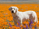 Yellow Labrador Retriever Standing in a Field of Poppies at Antelope Valley, California, USA Photographic Print by Zandria Muench Beraldo