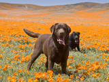 Two Labrador Retrievers Standing in a Field of Poppies at Antelope Valley, California, USA Photographic Print by Zandria Muench Beraldo