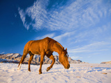 Horse Running, Shell, Wyoming, USA Photographic Print by Terry Eggers