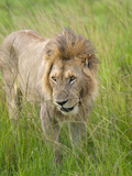 Lion in the Grass on the Savannah, Maasai Mara National Reserve, Kenya Photographic Print by Keren Su