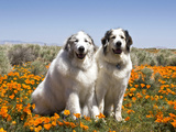 Two Great Pyrenees Together in Field of Wild Poppy Flowers, Antelope Valley, California, USA Photographic Print by Zandria Muench Beraldo