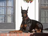 A Doberman Pinscher Lying on a Red Brick Patio in Front of a House, California, USA Photographic Print by Zandria Muench Beraldo