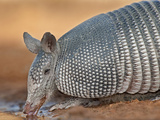 Nine-Banded Armadillo, Santa Clara Ranch, Texas, USA Photographic Print by Dave Welling