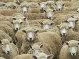 Mob of Sheep, Catlins, South Otago, South Island, New Zealand Photographic Print by David Wall