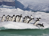 Adelie Penguins, Devil Island, Antartica, Antarctic Photographic Print by Hugh Rose
