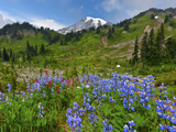 Wildflowers on Meadows, Mount Rainier National Park, Washington, USA Photographic Print by Tom Norring