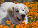 A Great Pyrenees Lying in a Field of Wild Poppy Flowers at Antelope Valley, California, USA Photographic Print by Zandria Muench Beraldo